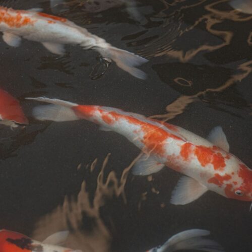 Reserve Costarica VILLA #13 DE LOS MONOS